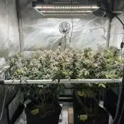 🏆4 selected cuts 🍓⛽️🍒🍊