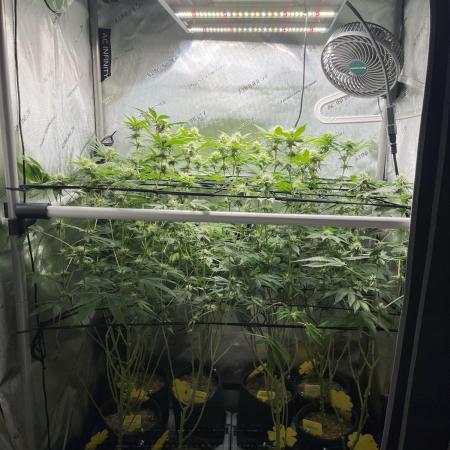 Exotic Pheno Hunt