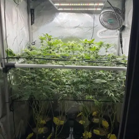 Exotic Pheno Hunt