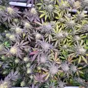 🏆4 selected cuts 🍓⛽️🍒🍊