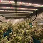 Fast Buds