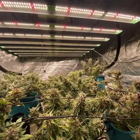Fast Buds