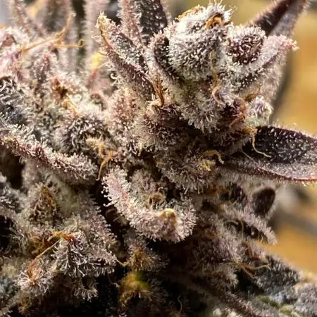 Fast Buds