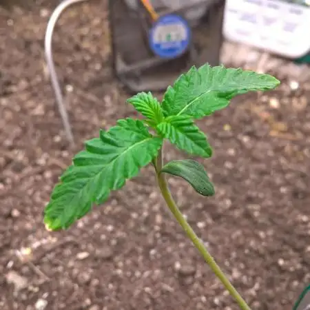 LemonOrangeOrganIndoor 80L GHSC237