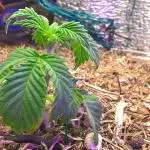 LemonOrangeOrganIndoor 80L GHSC237