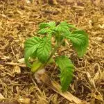 LemonOrangeOrganIndoor 80L GHSC237