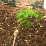 LemonOrangeOrganIndoor 80L GHSC237