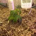 LemonOrangeOrganIndoor 80L GHSC237