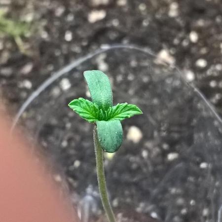 LemonOrangeOrganIndoor 80L GHSC237