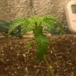 LemonOrangeOrganIndoor 80L GHSC237