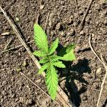 Budxs Dedication Grow CBD 20.1