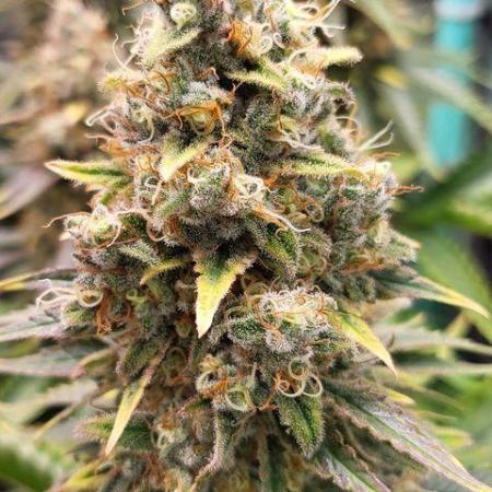 Fruity Spirit