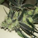 Gorilla cookies 