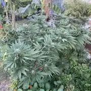Fruity Durban Outdoor in Bavaria