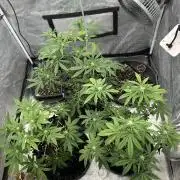 Nasha & Shadow  Corp🚀🚀🚀