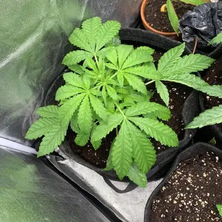 Black Opium „Cindy“