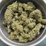 Black Opium „Alexa“