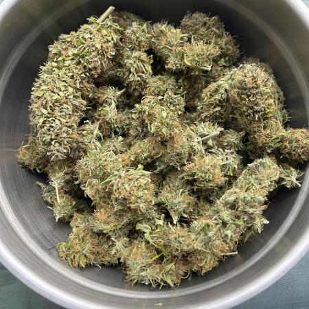 Black Opium „Alexa“