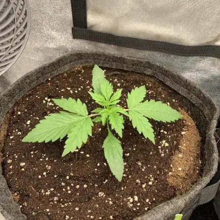 Black Opium „Bianca“