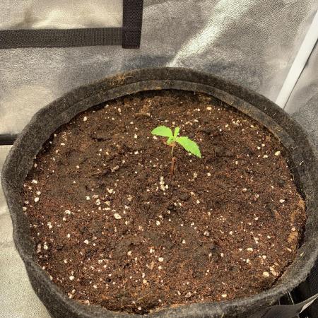 Black Opium „Alexa“