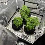 Nasha & Shadow  Corp🚀🚀🚀