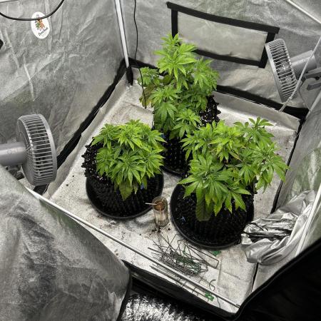 Nasha & Shadow  Corp🚀🚀🚀