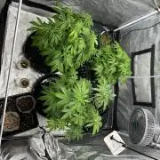 Nasha & Shadow  Corp🚀🚀🚀