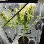 Black Opium „Alexa“