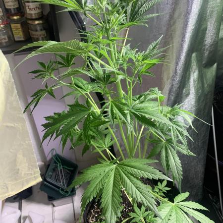 Purple Queen