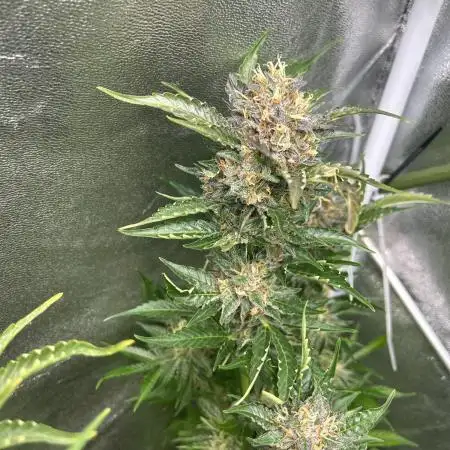Black Opium „Bianca“