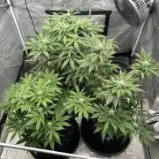 Nasha & Shadow  Corp🚀🚀🚀