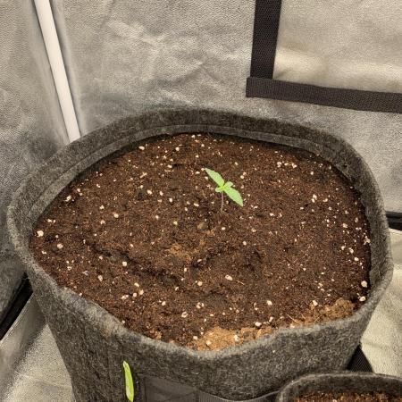 Black Opium „Bianca“