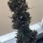 Purple Queen