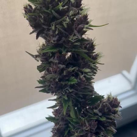 Purple Queen
