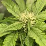 Black Opium „Bianca“