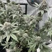 Nasha & Shadow  Corp🚀🚀🚀