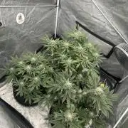 Nasha & Shadow  Corp🚀🚀🚀