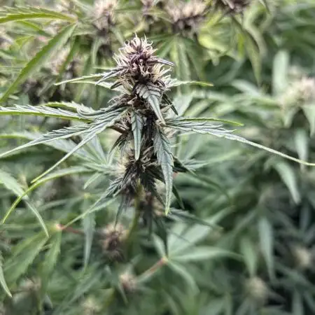 Purple Queen