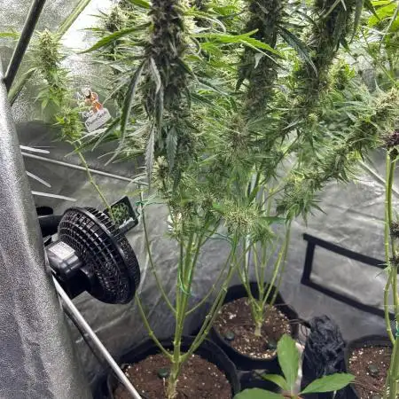 Black Opium „Cindy“