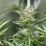 Black Opium „Bianca“