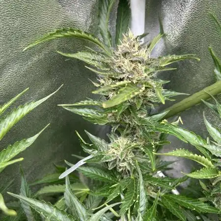 Black Opium „Bianca“