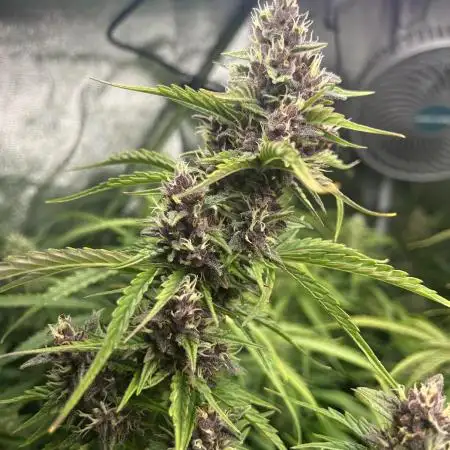 Purple Queen