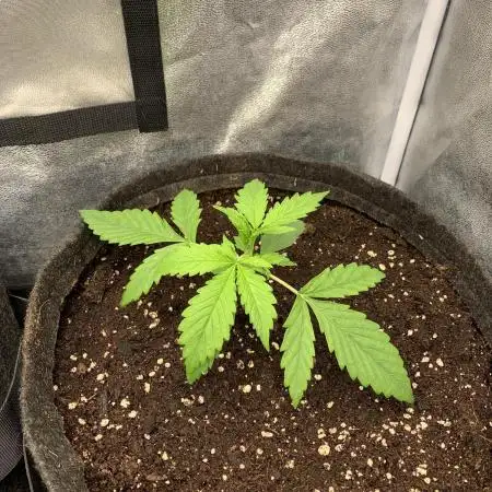 Black Opium „Alexa“
