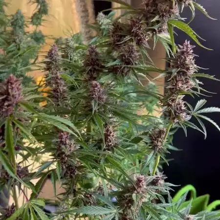 Black Opium „Bianca“