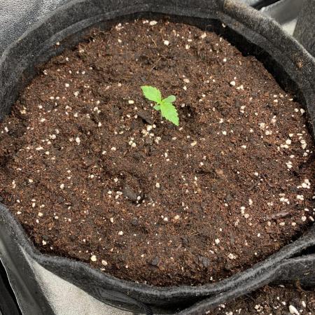 Black Opium „Cindy“