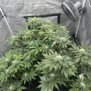 Nasha & Shadow  Corp🚀🚀🚀