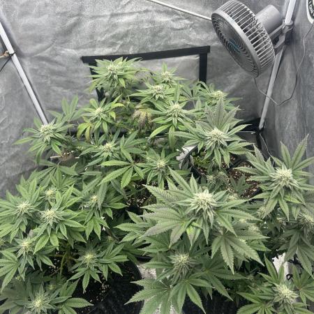 Nasha & Shadow  Corp🚀🚀🚀