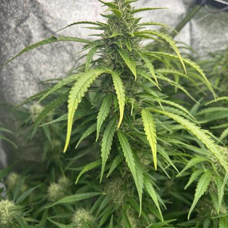 Black Opium „Cindy“