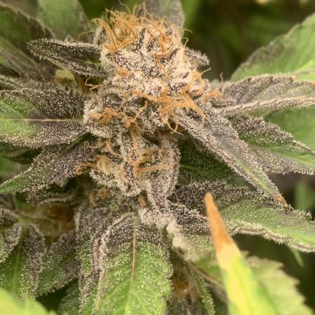 Barneys Farm 3 Strains