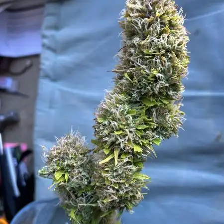 Black Opium „Alexa“
